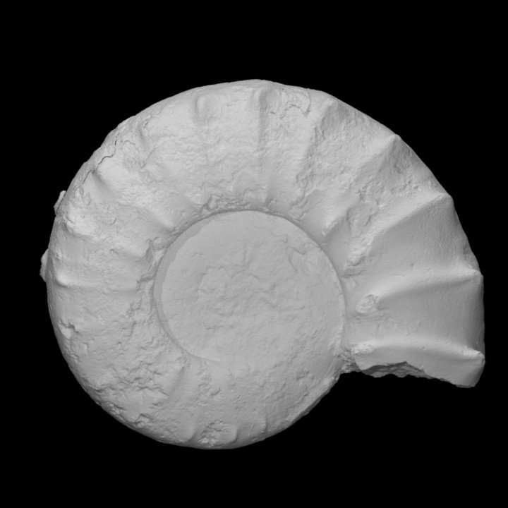 amonite peltoceras Varredura história Concha fóssil jurrásico arqueologia gênero 3D print model - Mito3D