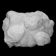 brachiopod - kirkidium knighti scan history fossil shells group archeology brachiopod kirkidium knighti cambrian 3d print model - Mito3D