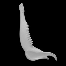 red deer - jawbone scan anatomy animal bone wild jaw fauna 3d print model - Mito3D