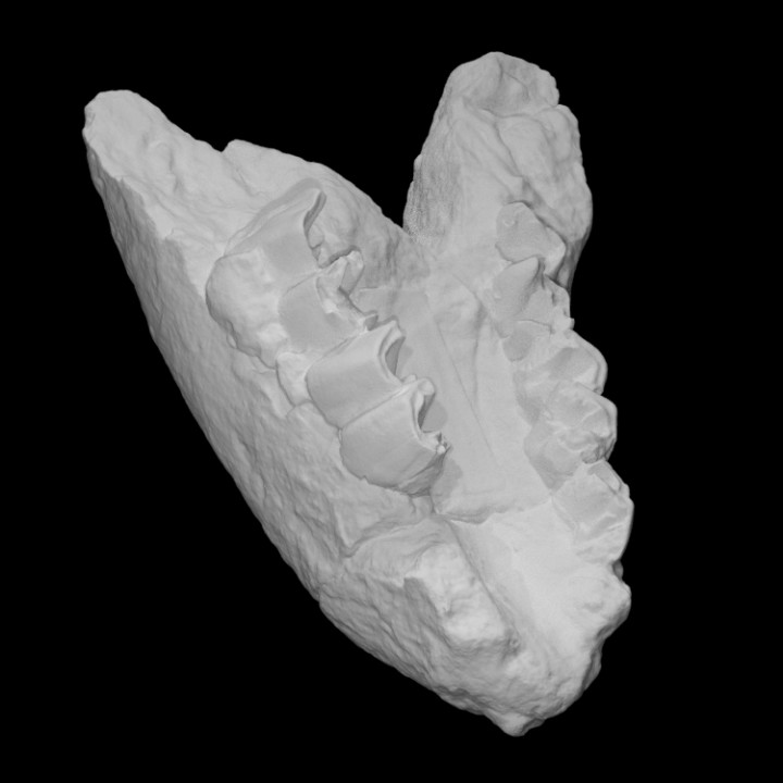 rhinoceros jaw scan anatomy animal bone rhino mammal archeology extinct 3D print model - Mito3D