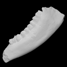 sivatherium mascella scansione anatomia animale osso dipinto mammifero cast archeologia estinto giraffa 3d print model - Mito3D