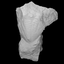 trilobite - pygidium scan history fossil marine trilobite archeology cambrian pygidium arachnomorph 3d print model - Mito3D