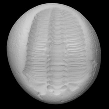 Trilobit Tapinocalymene Scan Tier Fossil Archäologie maerine 3d print model - Mito3D