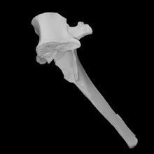 cervo vertebra scansione anatomia animale osso archeologia 3d print model - Mito3D