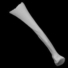 juvenille mammoth radius scan anatomy bone history elephant mammal mammoth radius archeology juvenille 3d print model - Mito3D