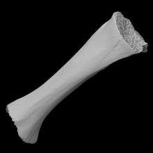 juvenille mamut tibia escanear anatomía animal hueso historia mamífero arqueología extinto 3d print model - Mito3D