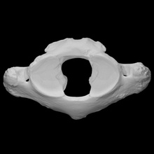 mamute Atlas Varredura anatomia animal osso história elefante mamífero arqueologia extict 3d print model - Mito3D