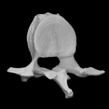 mamutus primigenius escanear anatomía animal hueso fósil mamífero mamut arqueología lanoso 3d print model - Mito3D