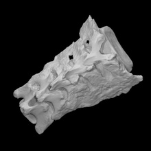 mammoth sacrum scan anatomy animal bone history mammal archeology extinct 3d print model - Mito3D