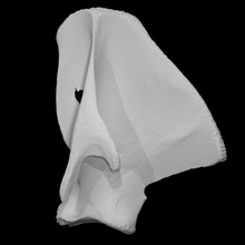 mamute omoplata Varredura anatomia animal osso história mamífero arqueologia extinto 3d print model - Mito3D