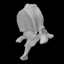 mamute vértebra Varredura anatomia animal osso história mamífero arqueologia extinto vertabra 3d print model - Mito3D