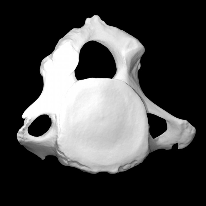 mammouth vertèbre analyse animal OS l'histoire mammifère archéologie disparu 3D print model - Mito3D