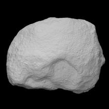 coral - heliolites scan history sea fossil archeology tabulata exting 3d print model - Mito3D