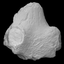 crocodile skull scan anatomy animal bone history reptile archeology 3d print model - Mito3D