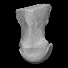 mammoth 4th metatarsal scan anatomy animal bone history elephant mammal archeology extinct 3d print model - Mito3D