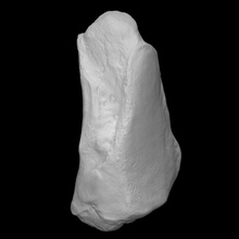 mammouth interne cunéiforme analyse anatomie animal OS l'histoire l'éléphant mammifère archéologie disparu 3d print model - Mito3D