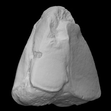 mamut izquierda cuboides hueso escanear anatomía animal historia elefante mamífero arqueología extinto 3d print model - Mito3D