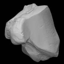 mammoth left lunar scan anatomy animal bone history elephant mammal archeology extinct 3d print model - Mito3D