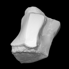 mammoth left magnum scan anatomy animal bone history elephant mammal archeology 3d print model - Mito3D
