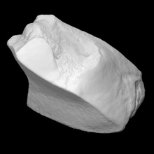 mammut sinistra trapezio scansione anatomia animale osso storia elefante mammifero archeologia 3d print model - Mito3D