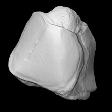 mammut sinistra unciform scansione anatomia animale osso storia elefante mammifero archeologia 3d print model - Mito3D