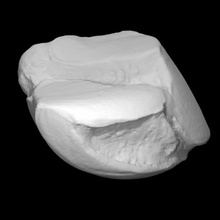 mammouth gauche astralagus analyse anatomie animal OS l'histoire mammifère éléphants archéologie 3d print model - Mito3D