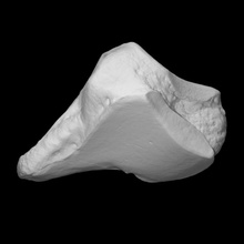 mamut izquierda cuneiforme escanear anatomía animal hueso historia elefante mamífero arqueología extinto 3d print model - Mito3D