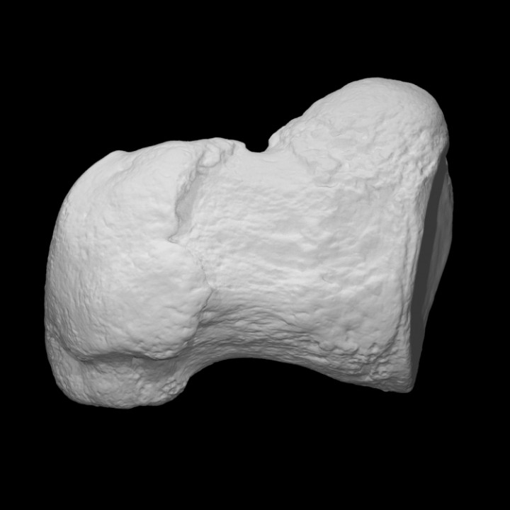 mamute falange esquerda 1st dígito Varredura anatomia animal osso história elefante mamífero arqueologia 3D print model - Mito3D