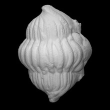 trilobita Calymene Varredura história marinho arqueologia extinto cambriano aracnomorfo artrópodes triobit triobite 3d print model - Mito3D