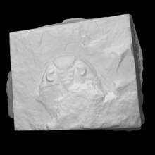 trilobite - dalmanites scan history marine archeology extinct cambrian arachnomorph triobita triobite arthrop 3d print model - Mito3D