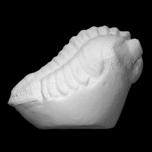 trilobite facopide escanear historia marina arqueología extinto arachnomorph triobite artrópodos 3d print model - Mito3D
