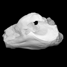 pig - cast skull scan anatomy animal bone head domestic 3d print model - Mito3D