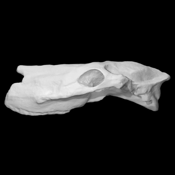 at kafatası taramak anatomi hayvan kemik baş yerli 3D print model - Mito3D