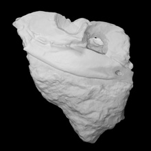 rhynchosaur skull scan anatomy animal bone dinosaur head history reptile archeology extinct 3d print model - Mito3D