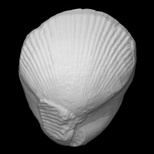 brachiopod - kirkidium knighti scan history sea shell marine archeology mollusk knighi 3d print model - Mito3D