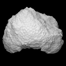 coral Acenularia escanear animal historia fósil marina arqueología extinto 3d print model - Mito3D