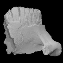 mamut juvenil diente escanear anatomía animal hueso historia mandíbula mamífero arqueología extinto 3d print model - Mito3D