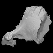 mamut juvenil diente escanear anatomía animal historia mandíbula mamífero arqueología extinto 3d print model - Mito3D