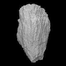 coral kodonophyllum escanear anatomía animal historia mar Roca fósil marina extinto paneles 3d print model - Mito3D