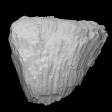 coral kodonophyllum escanear anatomía animal historia mar Roca fósil marina arqueología extinto paneles 3d print model - Mito3D
