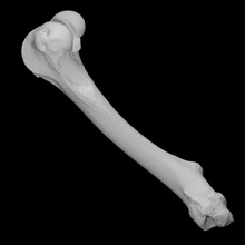 veado fêmur Varredura anatomia animal corpo osso floresta selvagem mamífero arqueologia 3d print model - Mito3D
