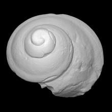 gastropod - bellerophon scan animal history sea shell marine archeology extinct mollusk gastoropod paleozoic 3d print model - Mito3D