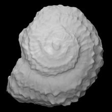 Gastropode Poleum Scan Tier Meer Schale Schnecke Fossil Marine Archäologie ausgestorben Weichtier 3d print model - Mito3D