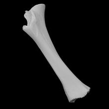 mammoth - juvenile femur scan anatomy animal bone history elephant mammal archeology extinct 3d print model - Mito3D