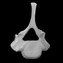 mammouth juvénile vertèbre analyse anatomie animal OS l'histoire l'éléphant mammifère archéologie disparu 3d print model - Mito3D