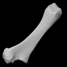 mammut ulna scansione anatomia animale osso elefante mammifero archeologia estinto fauna histpry 3d print model - Mito3D