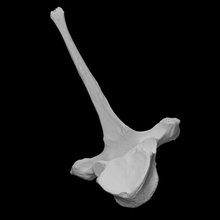 mamut vértebra escanear anatomía animal hueso historia elefante mamífero arqueología extinto fauna 3d print model - Mito3D