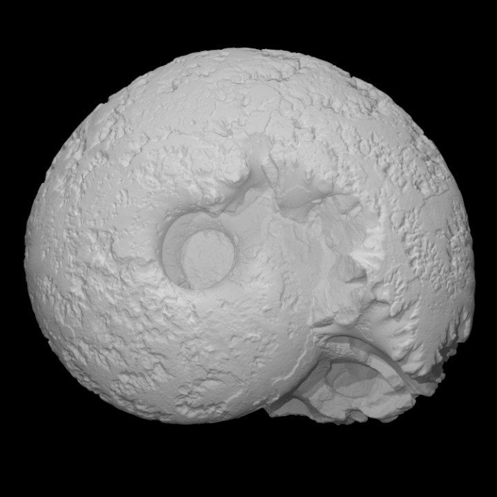 ammonite scansione animale storia mare conchiglia roccia fossile marino archeologia estinto 3D print model - Mito3D