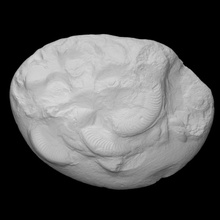 amonita harpoceras escanear animal historia mar cáscara rock marina grupo arqueología extinto cefalópodos 3d print model - Mito3D