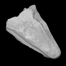 amphibian - skull megalocephalus scan anatomy animal bone head history predator archeology extinct baphetid 3d print model - Mito3D